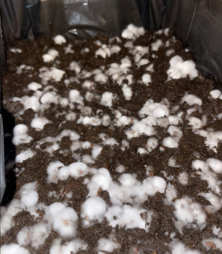 {cereali e stallatico}