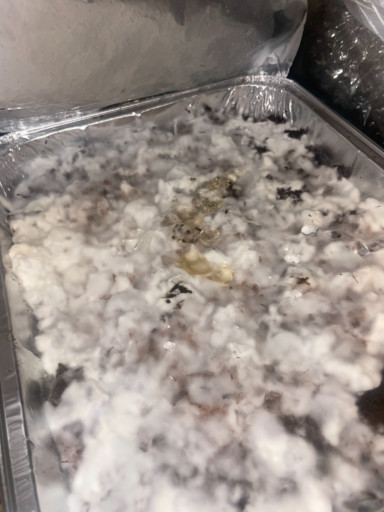 {pan-cyan before casing layer}