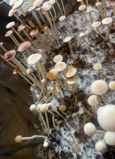 {pan cyan fruttificato}